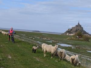 la baie, le Mont et ses moutons