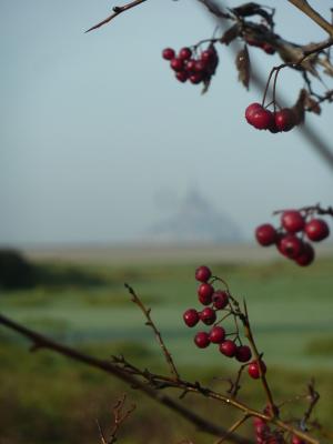La maison d'hôtes Les Bruyères du Mont vous accueille dans la Baie du Mont Saint Michel 12 km du Mont St Michel entre St Malo et Granville Nous vous proposons un séjour entre Bretagne et Normandie au sein de 4 chambres et un gîte de charme.