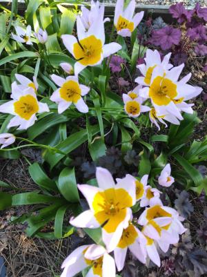 La maison d'hôtes Les Bruyères du Mont vous accueille dans la Baie du Mont Saint Michel 12 km du Mont St Michel entre St Malo et Granville  Nous vous proposons un séjour entre Bretagne et Normandie au sein de 4 chambres  et un gîte de charme. 